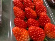 原田いちご園の写真4