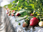 MASHIKO STRAWBERRY FARMの写真2