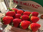 松延いちご園の写真2