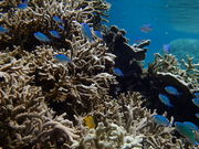JellyFishの写真4