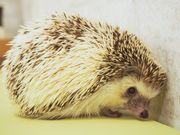 ハリネズミ専門cafe HARRY WOOD(ハリーウッド)の写真3