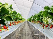 Berry Farm TETRAの写真2