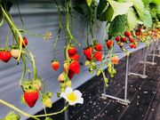 Berry Farm TETRAの写真3