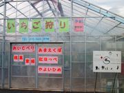 リトルK スプリングファーム いちご園の写真2