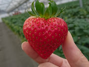 いちごファーム Hakusanの写真4
