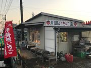 川島いちご園の写真2