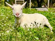 小さな村の写真3