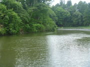 ゴシキヌマセンダイの写真1