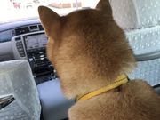 鳴門タクシー株式会社の写真3