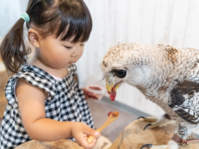 小さなお子様でも、エサやりふれあい体験できちゃいます♪(キッズスペースや授乳スペース、オムツ交換台もございます!)_猛禽類カフェ raptorland Shovel