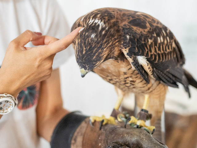 フクロウの他にタカも2羽見ることができます!_猛禽類カフェ raptorland Shovel