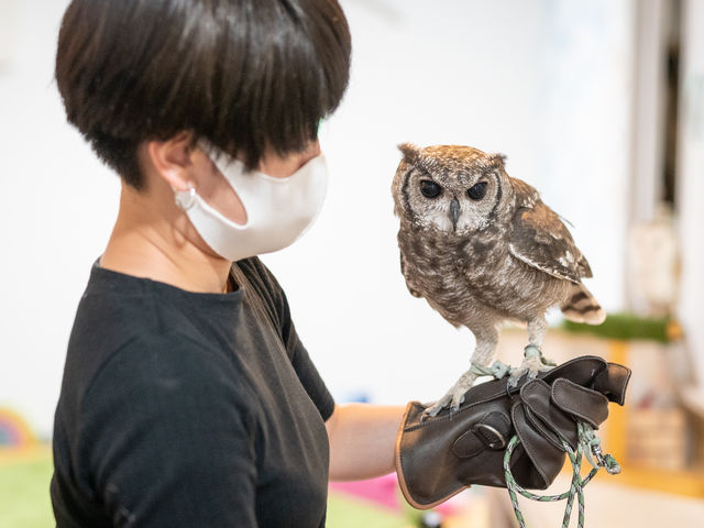 腕乗せ体験の様子_猛禽類カフェ raptorland Shovel