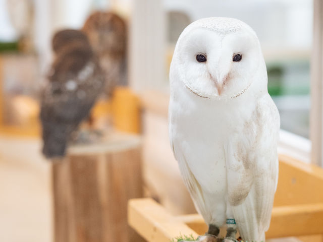 珍しいスーパーホワイトメンフクロウや、マレーワシミミズクとのふれあいもできますよ♪_猛禽類カフェ raptorland Shovel