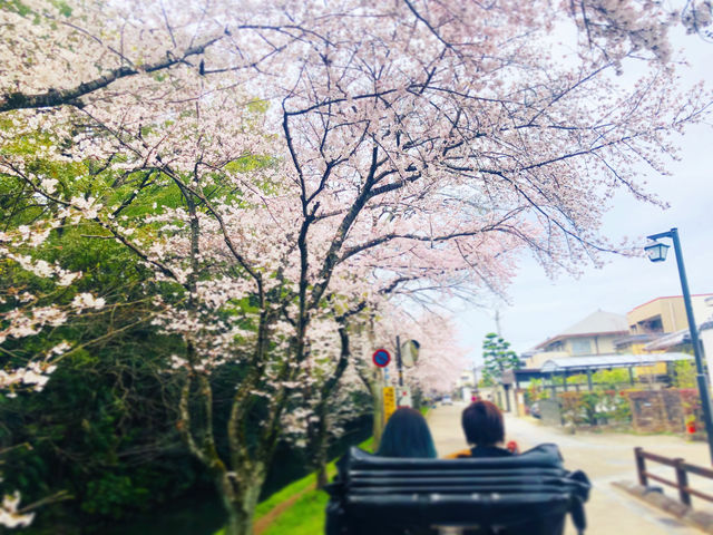 春、桜街道♪_観光人力車 天下車屋 姫路店