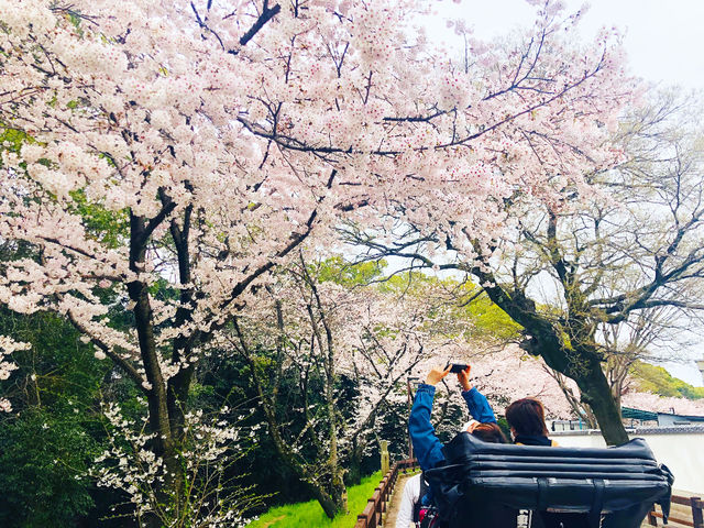 人力車に乗るといつもより高い目線!桜もぐっと近い距離♪_観光人力車 天下車屋 姫路店