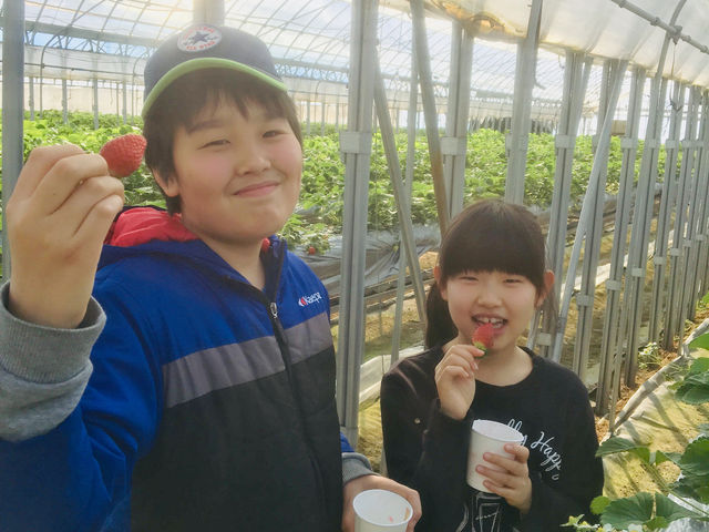 イチゴでお腹いっぱいに_鏡野いちご園