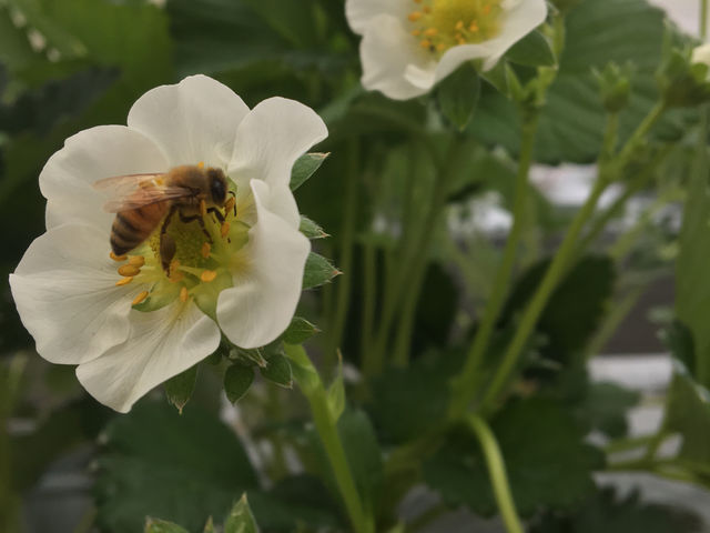 ミツバチが花粉集めて回るのを観察_鏡野いちご園