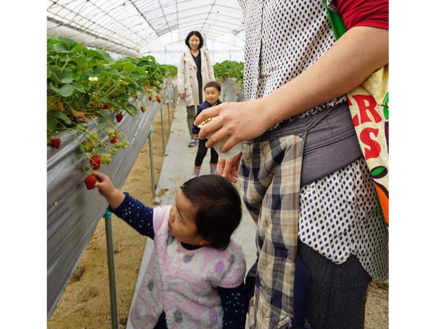 ちびっこから、ご年配の方まで_鏡野いちご園