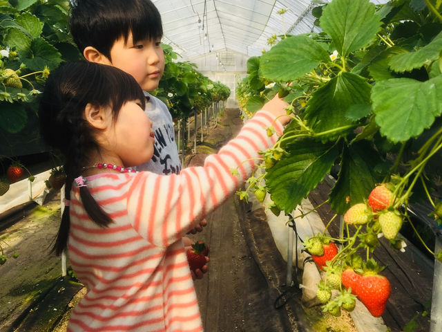 男の子も女の子も_鏡野いちご園