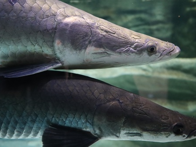 アマゾンゾーンのピラルクたち_カワスイ 川崎水族館