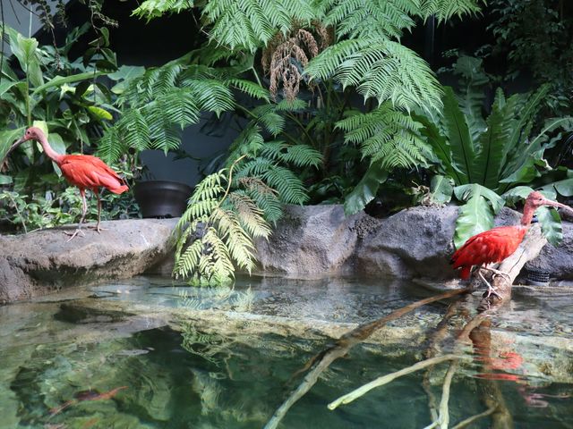 アマゾンゾーンのショウジョウトキたち_カワスイ 川崎水族館