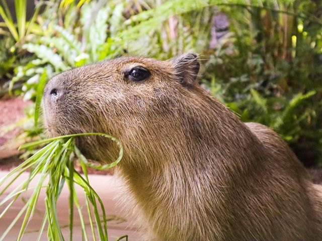 アマゾンゾーンのカピバラたち_カワスイ 川崎水族館