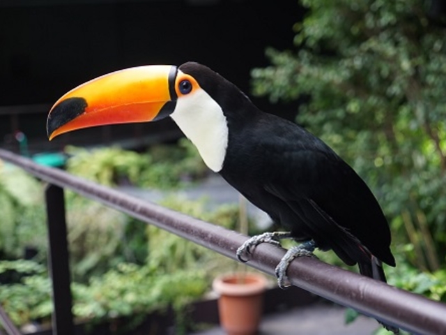 アマゾンゾーンのオニオオハシ_カワスイ 川崎水族館