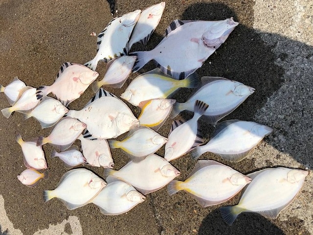 釣りあげた魚_釣り船 幸丸
