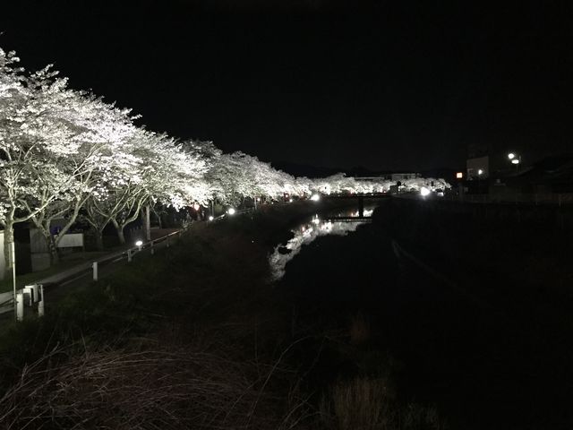 近隣の桜並木・夜桜_らぽると奈良