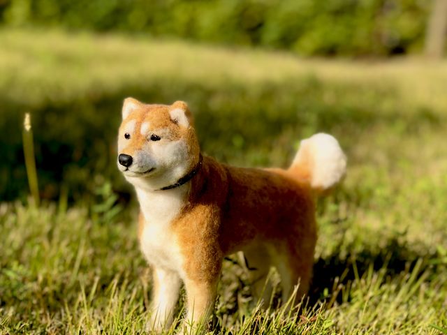 柴犬_岡島なつみ 羊毛フェルトつつじヶ丘教室