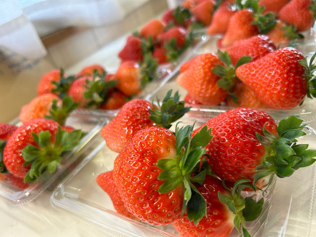 採れたていちごも販売中(恋みのり)_ゆうゆう農場