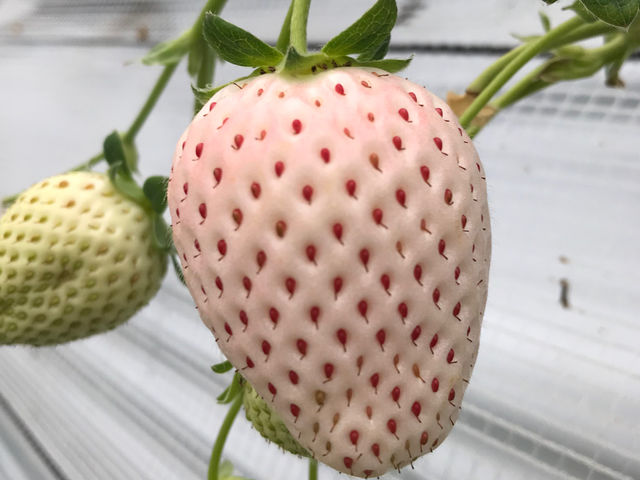 ハヤシダファーム