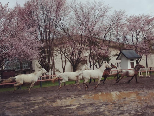 春。馬場の横は桜が綺麗に咲き誇ります。_あさひかわ乗馬クラブ