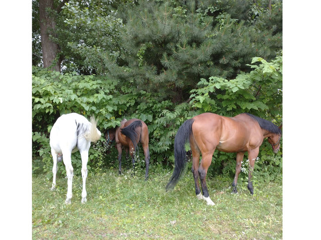 夏。休館日には隣の放牧地でリフレッシュ。_あさひかわ乗馬クラブ