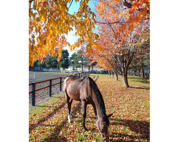 秋。紅葉を見ながらの乗馬は最高です。_あさひかわ乗馬クラブ
