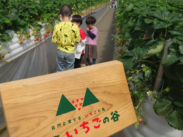 花祭いちごの谷