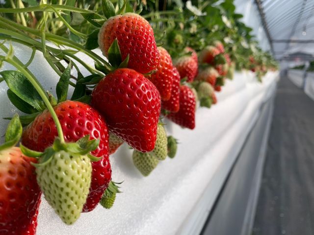 極限まで化学農薬を使用せず、最大限に自然の恵みを活かして育てた、さがほのかやいちごさんをお楽しみいただけます♪_花祭いちごの谷