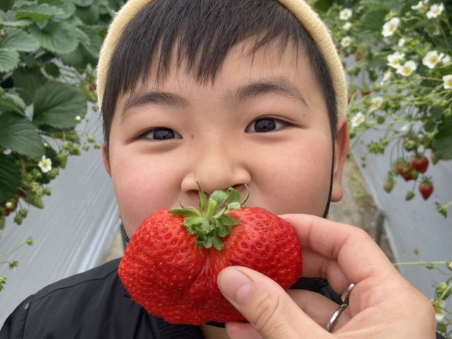 いちごガーデンたはら