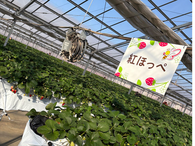 最大6種類食べられます。
(生育状況により変化します)_観光農園 Bee my Berry