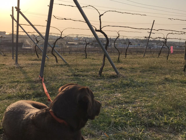 看板犬ブルーノもまったりお待ちしています(笑)_フルーツループ