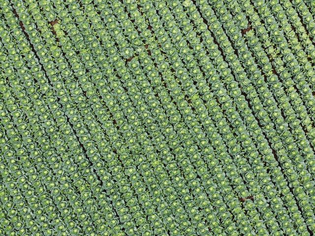 収穫期のキャベツ畑は圧巻です!_Hennery Farm