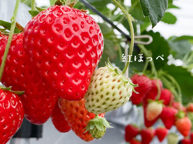 『紅ほっぺ』の名前の由来は「中まで赤く、ほっぺたが落ちるほど美味しい」から!_風舞う海辺のいちご畑《舞洲フェルム》