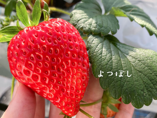 『よつぼし』は、世界的にも珍しい、種子で増殖するいちごです。デザートにも最適♪_風舞う海辺のいちご畑《舞洲フェルム》
