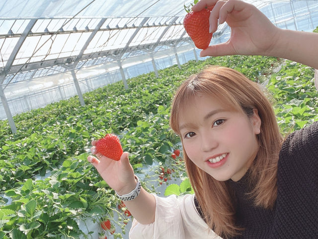 福岡農園いちご狩り