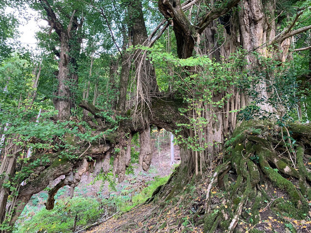 常瀧寺の大イチョウ