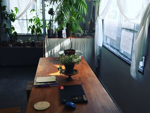 グリーン溢れる店内。観葉植物販売もしています。_小人数制貸切料理教室 SUN ROOM