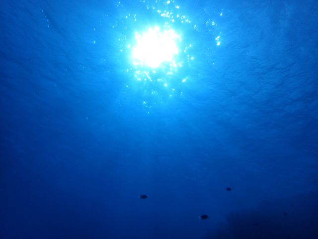 海の中に光が入って綺麗☆_西表島シースキップ