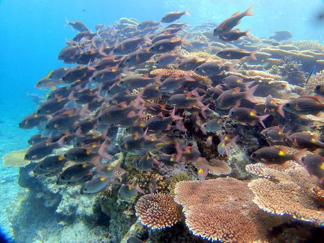 魚の群れも見れちゃう♪_西表島シースキップ
