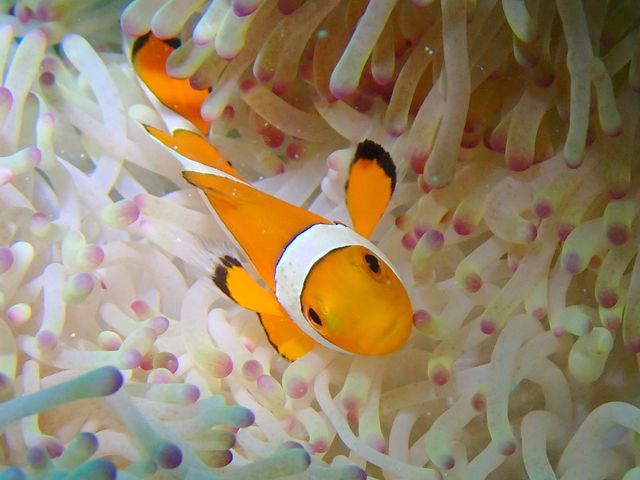 カクレクマノミ可愛いですよね♪_西表島シースキップ