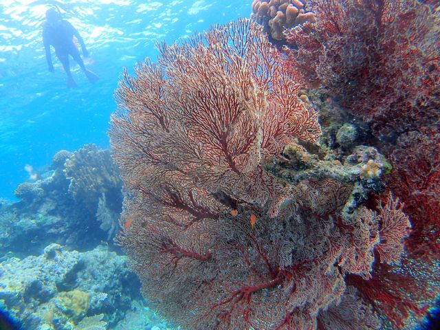 竜宮城って、こんな感じかな?_西表島シースキップ